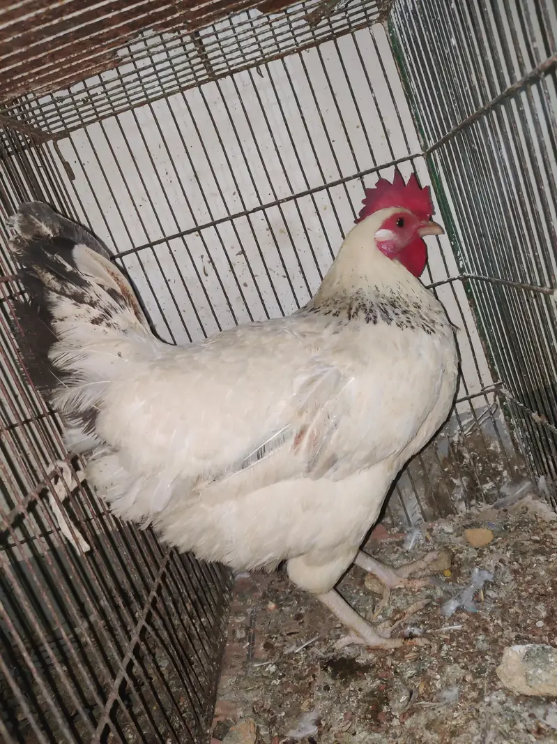 1 Male 2 female Eggs Laying interested buyer contact as — photo 2