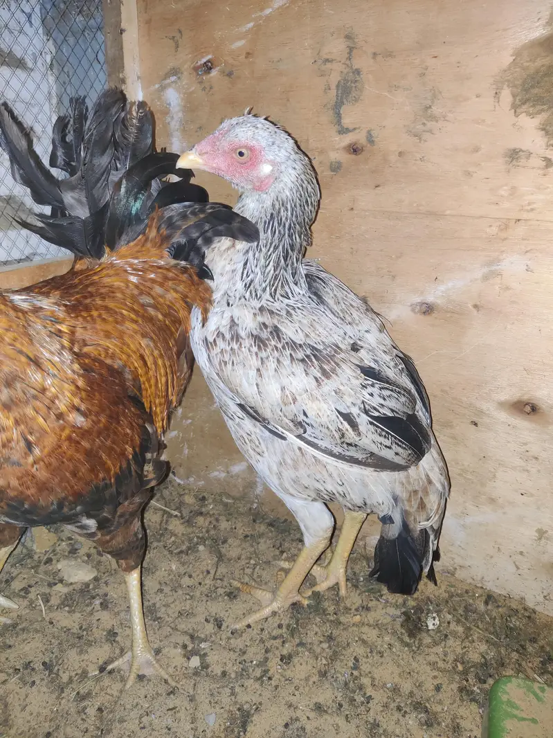1 Male 2 female Eggs Laying interested buyer contact as — photo 3