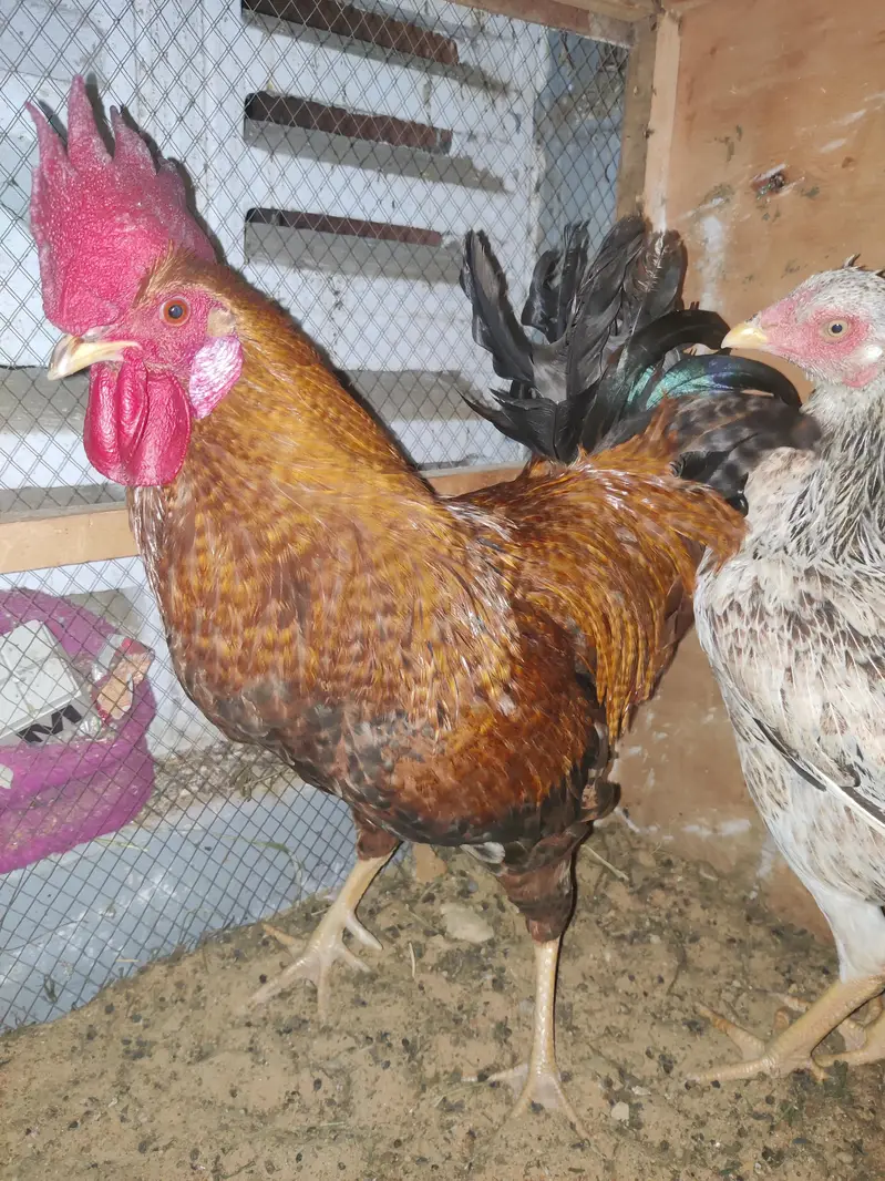 1 Male 2 female Eggs Laying interested buyer contact as — photo 4