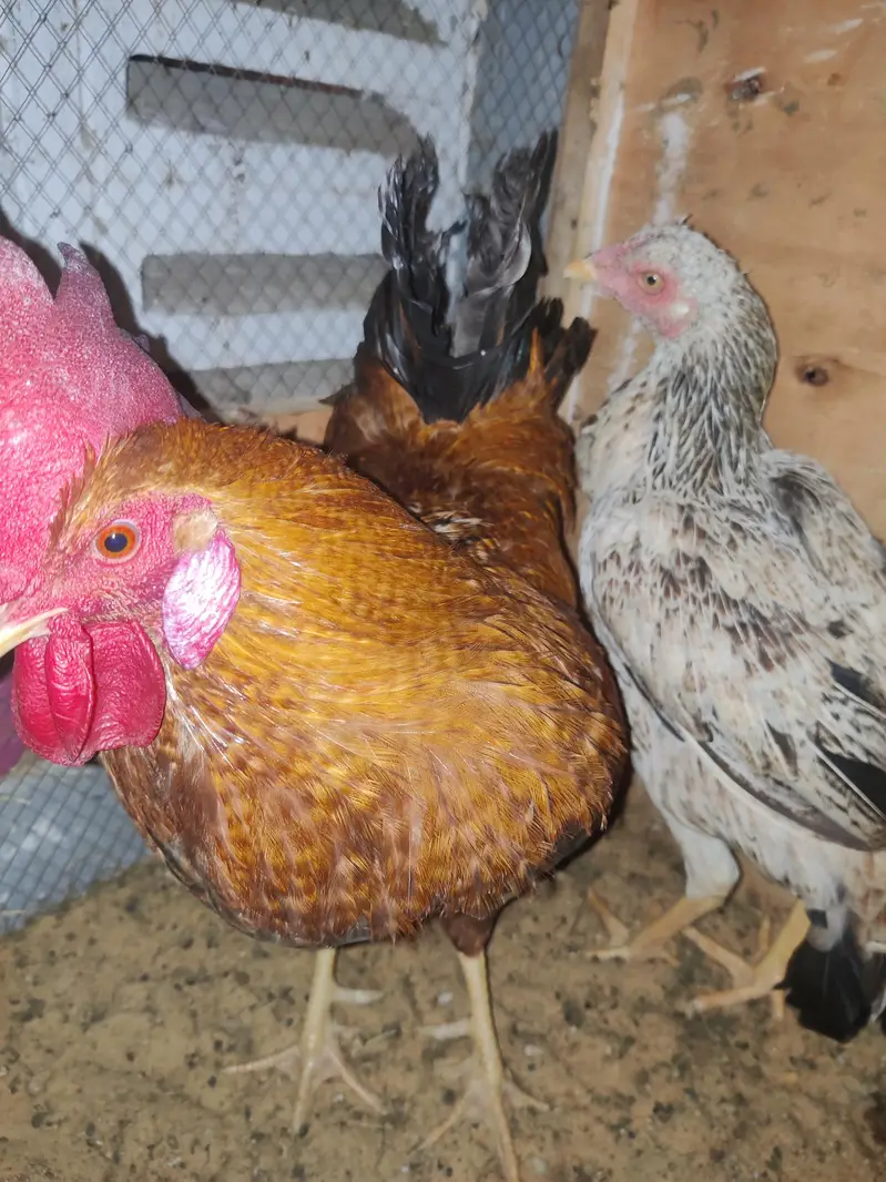 1 Male 2 female Eggs Laying interested buyer contact as — photo 5