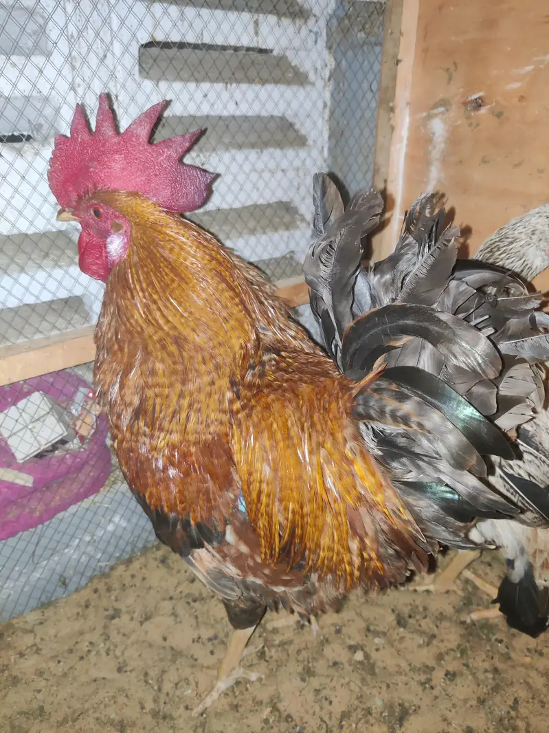 1 Male 2 female Eggs Laying interested buyer contact as — photo 6