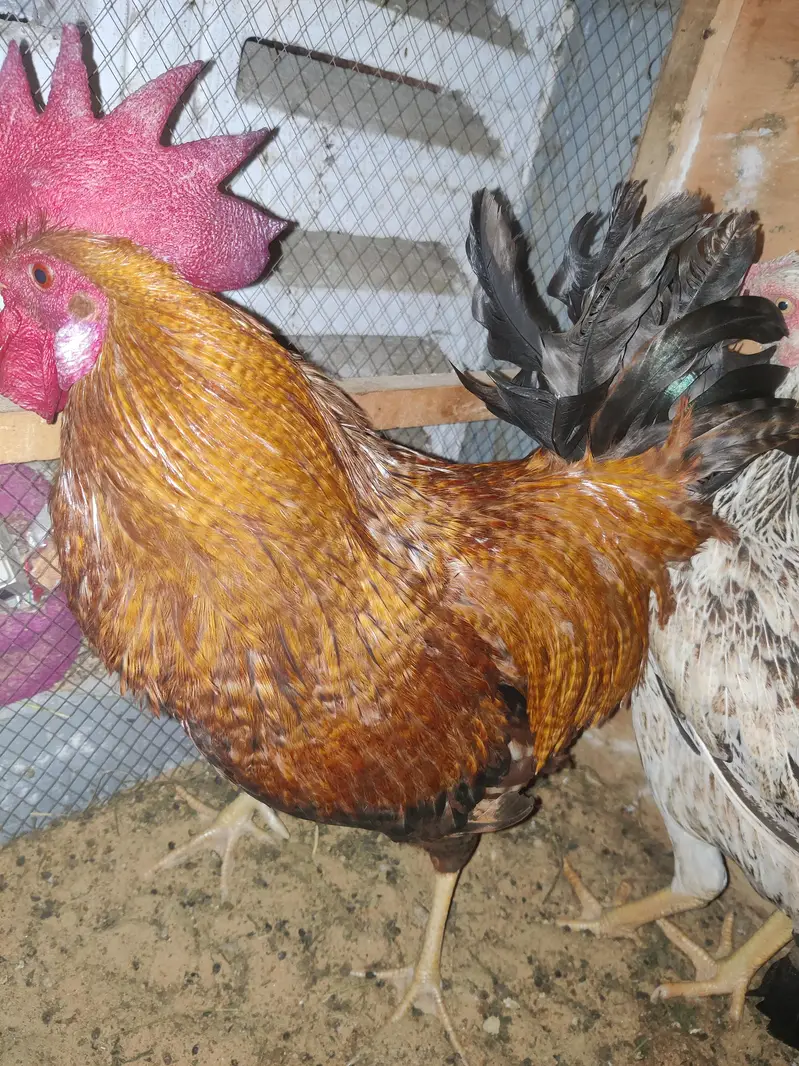 1 Male 2 female Eggs Laying interested buyer contact as — photo 7