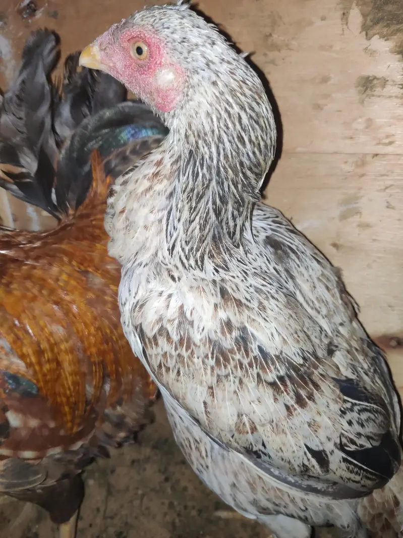 1 Male 2 female Eggs Laying interested buyer contact as — photo 8