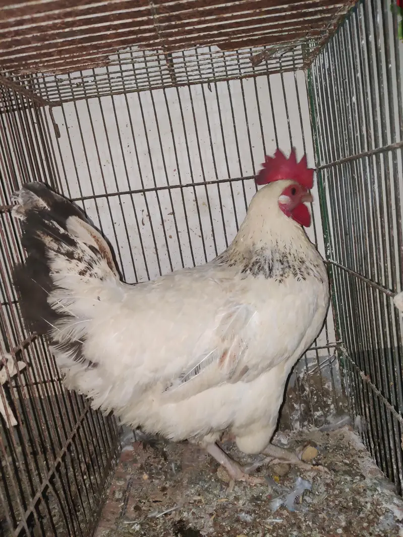 1 Male 2 female Eggs Laying interested buyer contact as — photo 9