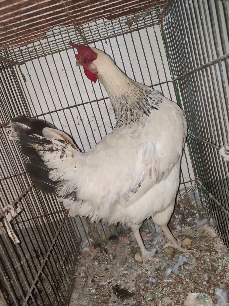 1 Male 2 female Eggs Laying interested buyer contact as — photo 10