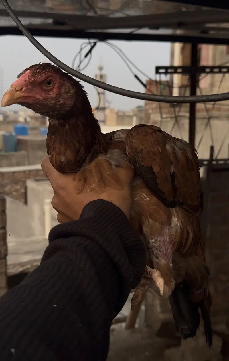 High Quality Aseel Females — photo 2