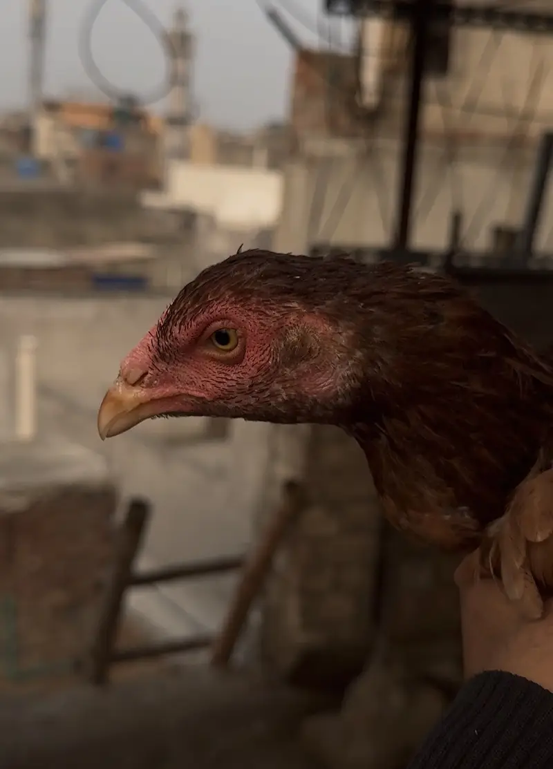 High Quality Aseel Females — photo 3
