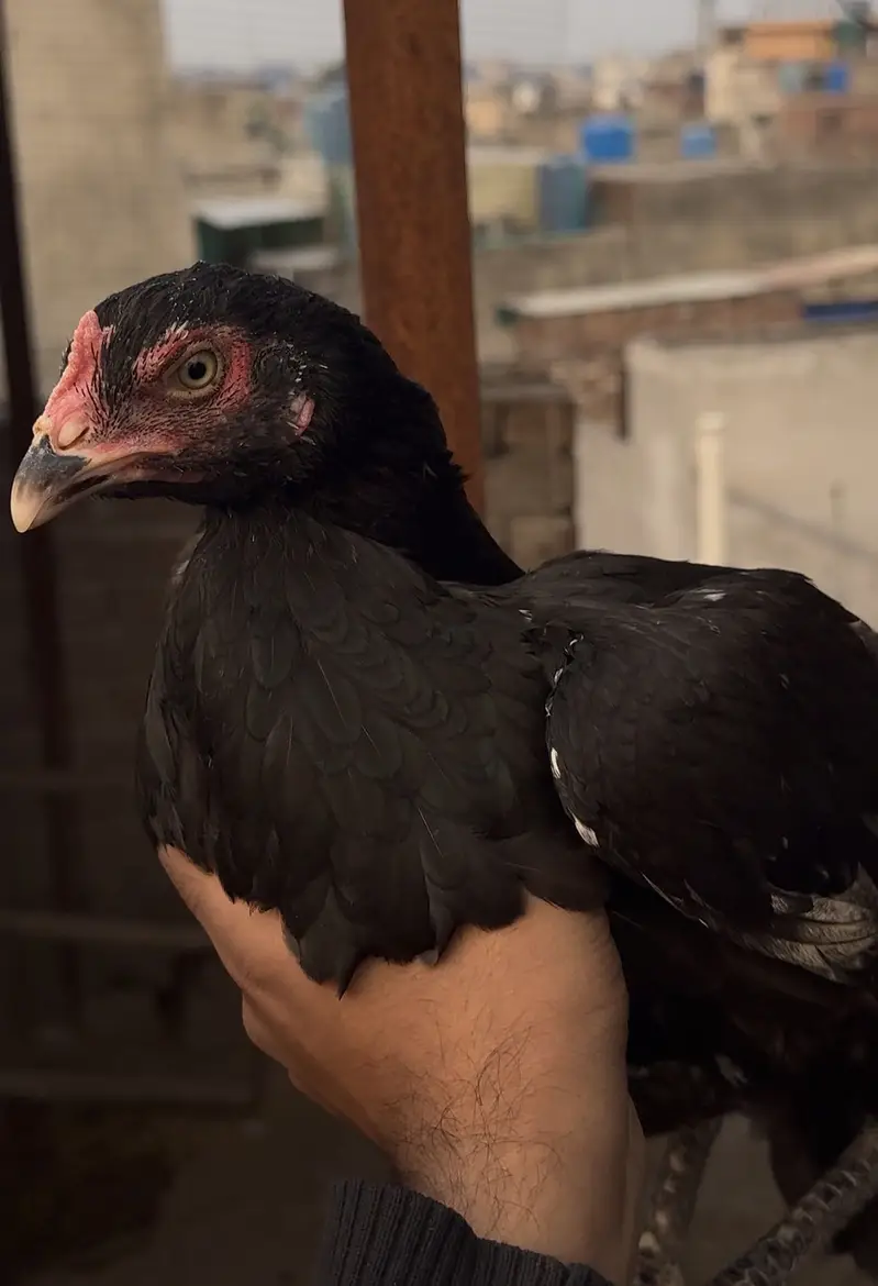 High Quality Aseel Females — photo 4