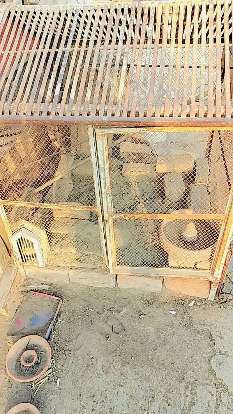 heavy iron cage for birds