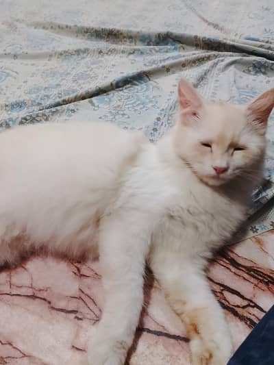 cats female