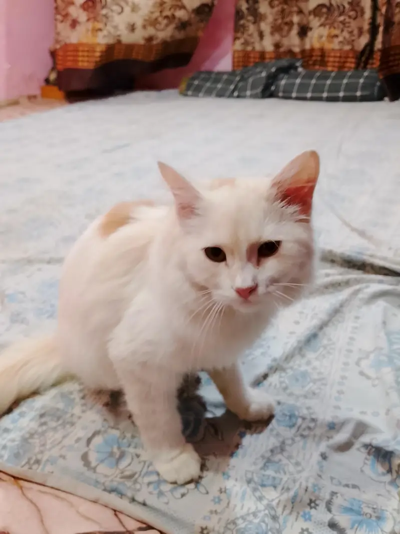 cats female — photo 2