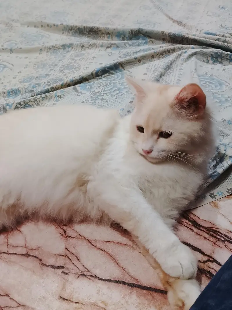 cats female — photo 3