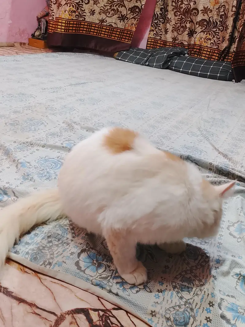 cats female — photo 4