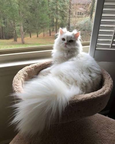 Persian cat