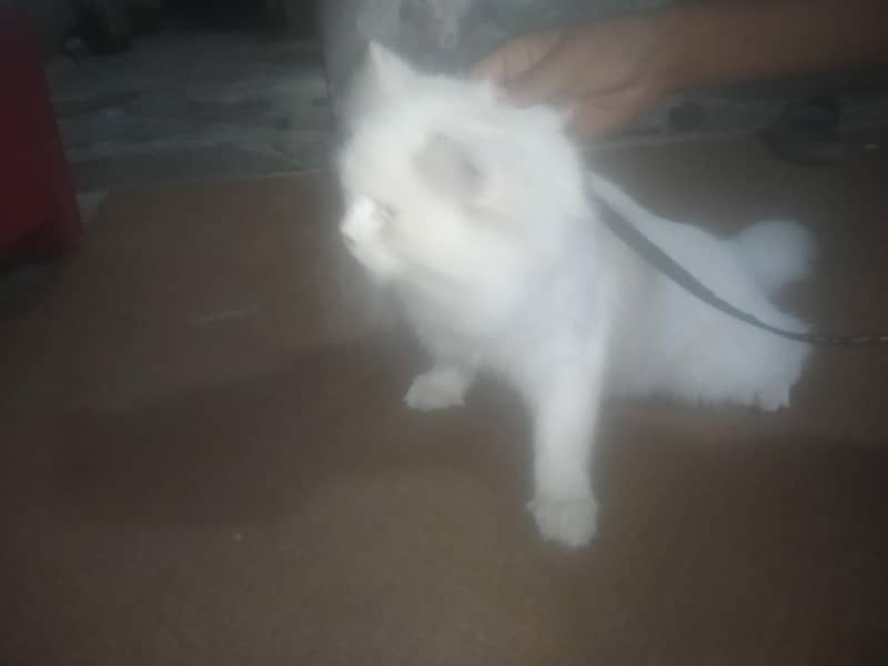 Persian cat 1