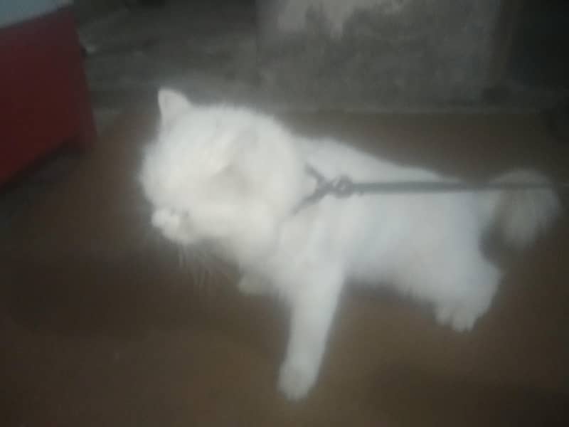 Persian cat 2