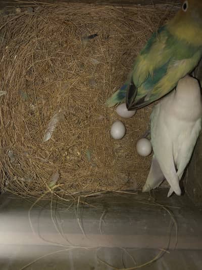 Healthy and active birds