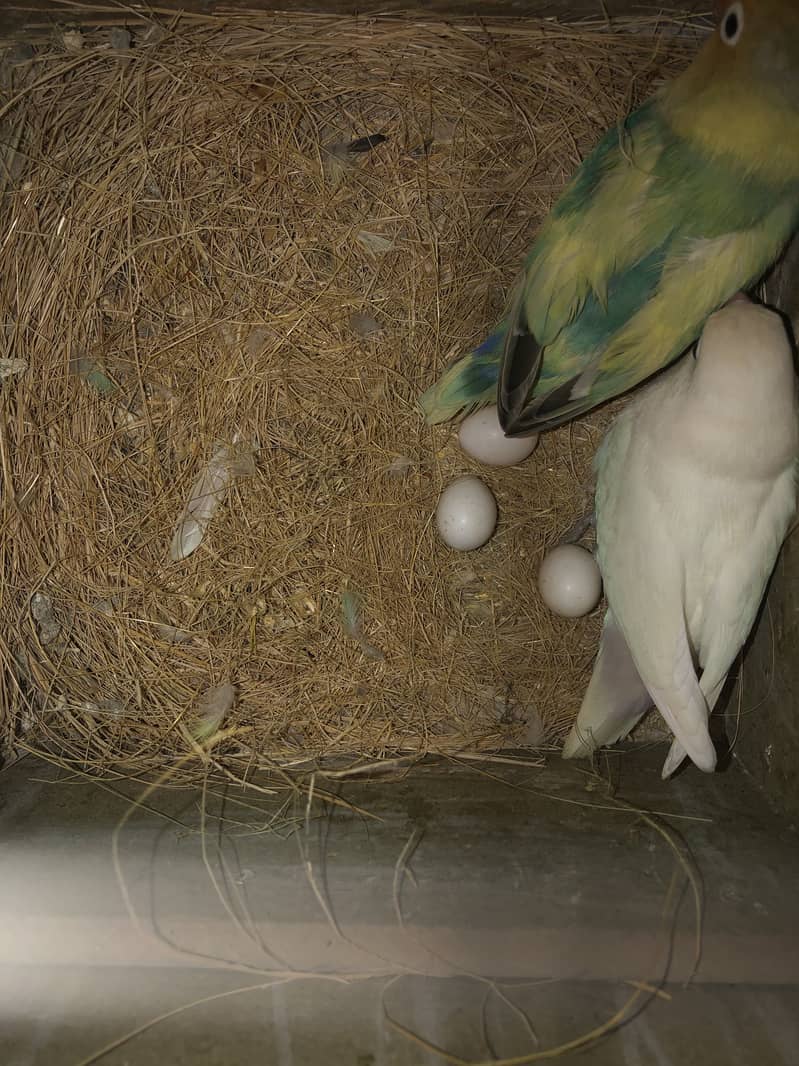 Healthy and active birds - Parrots - 1120881964