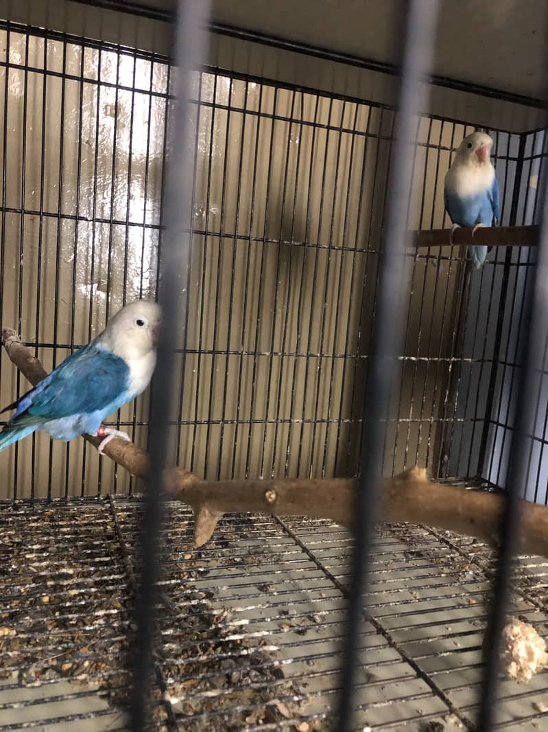 Healthy and active birds - Parrots - 1120881964