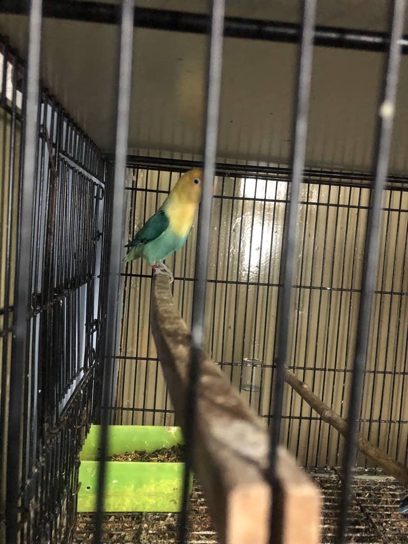 Healthy and active birds - Parrots - 1120881964
