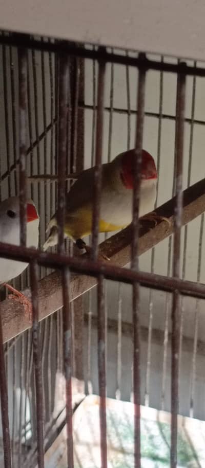 Mix Finches for sale