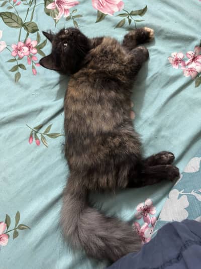 Cat kitten