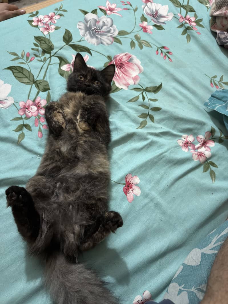 Cat kitten 1