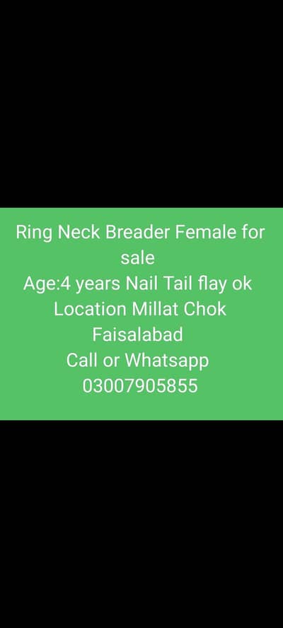 Breader Female for sale