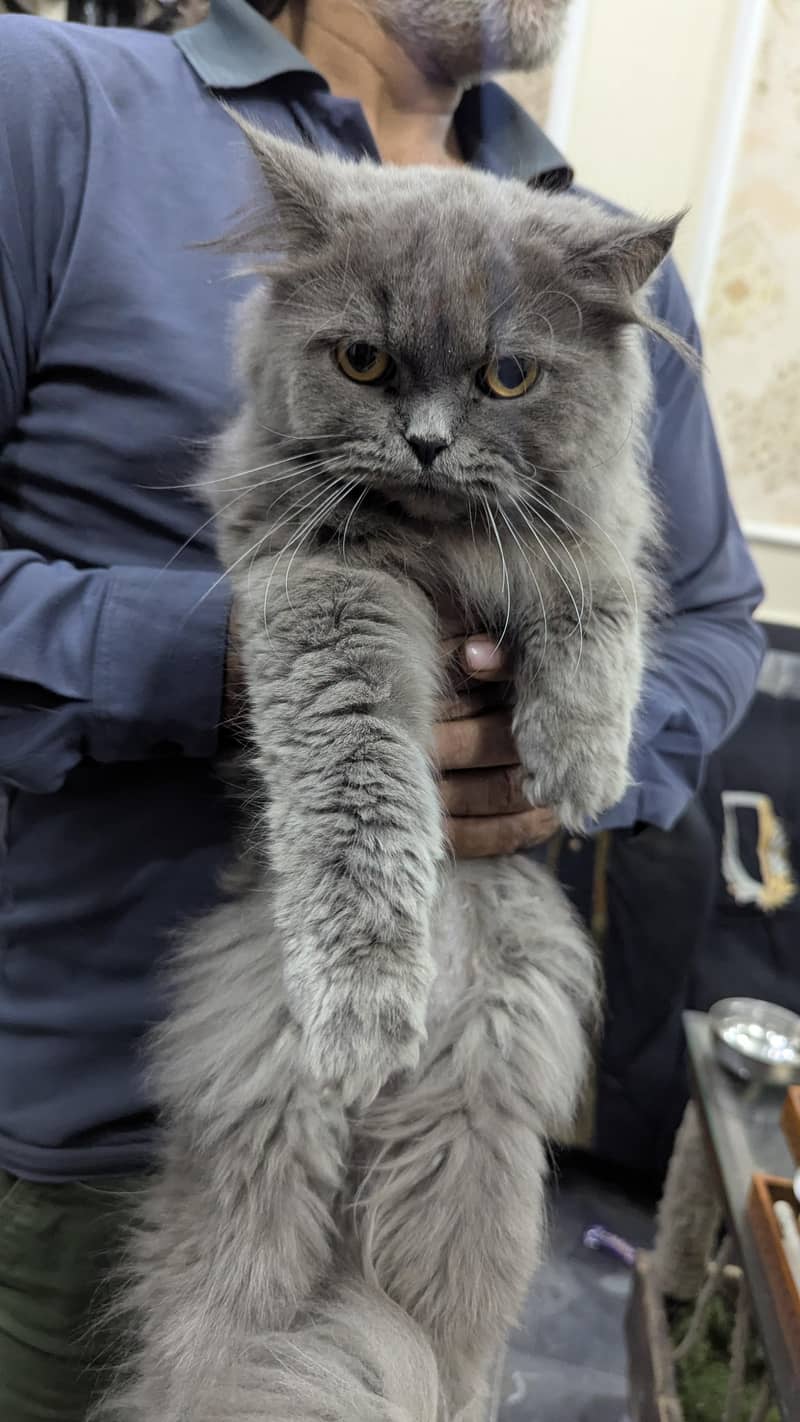 Grey Persian 0