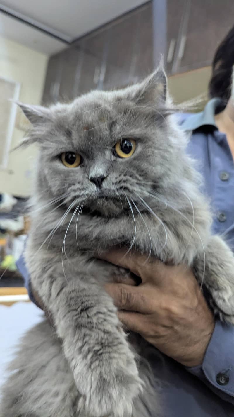 Grey Persian 1