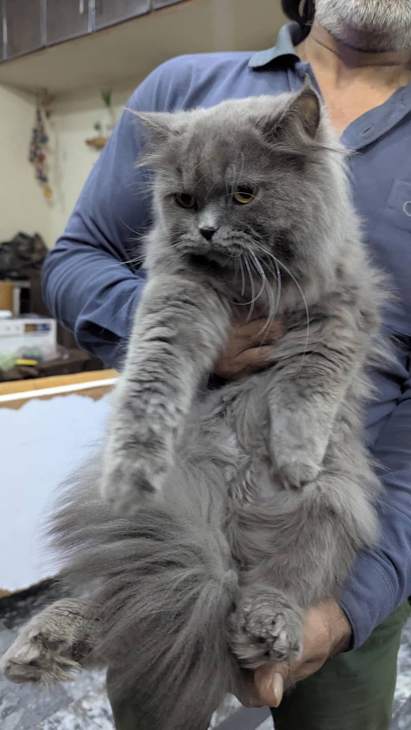Grey Persian 2