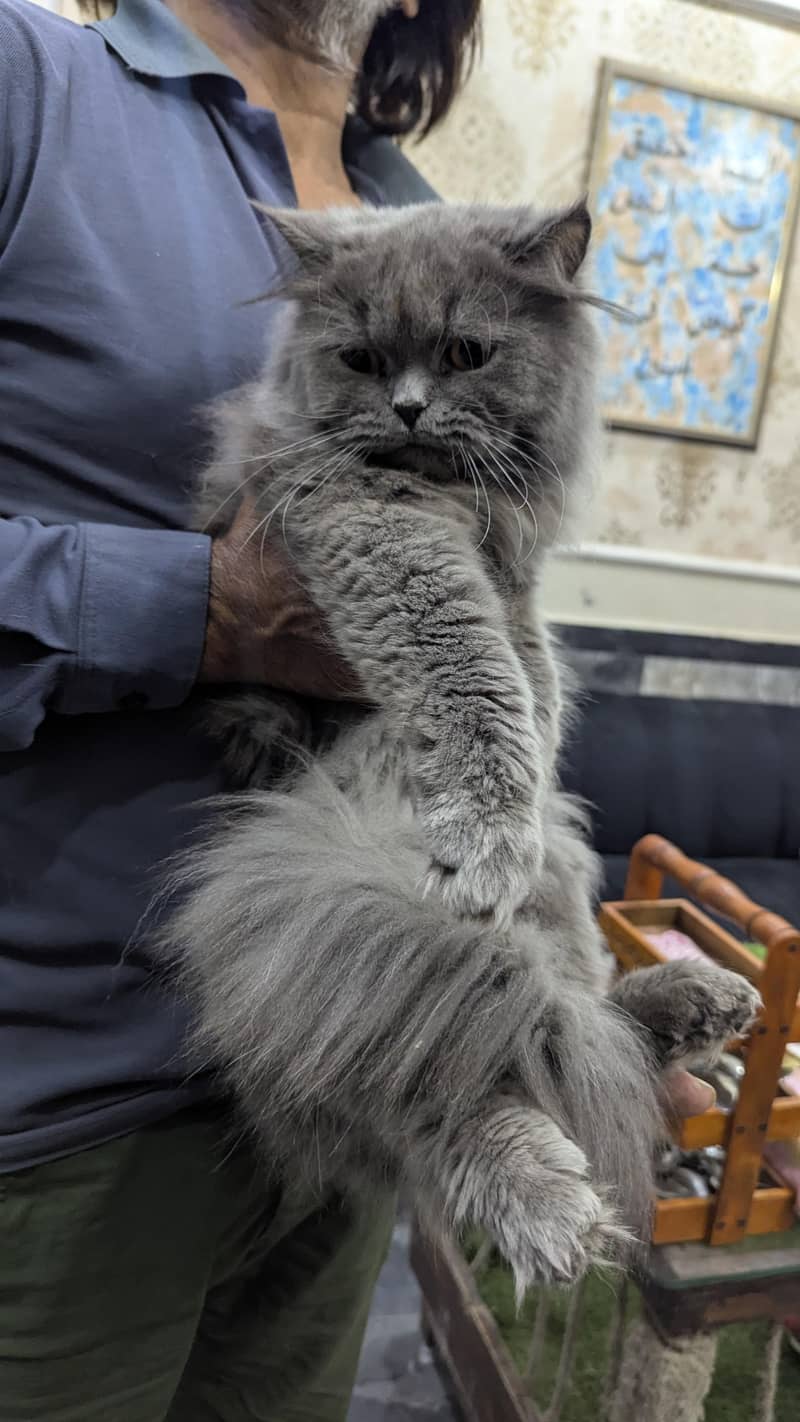 Grey Persian 3