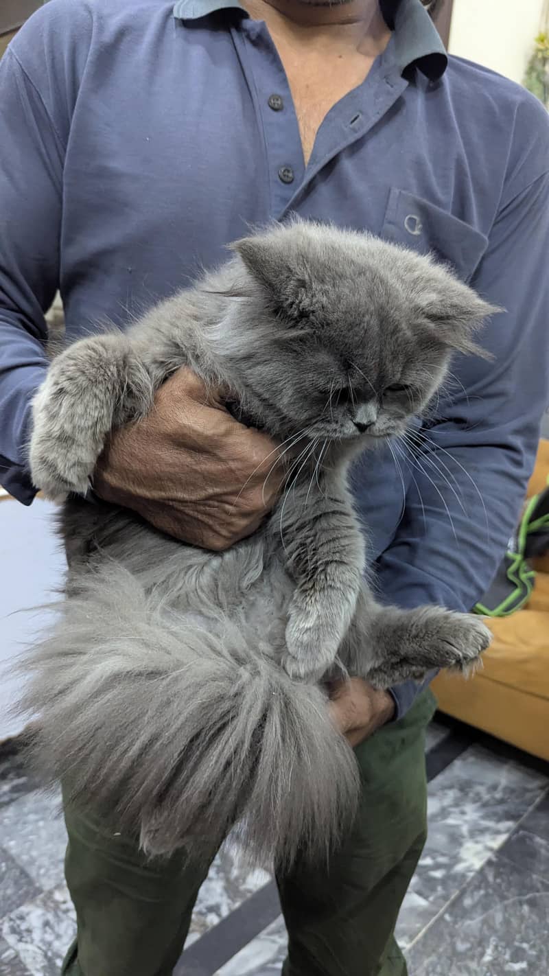 Grey Persian 4