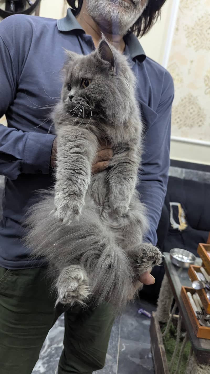 Grey Persian 5