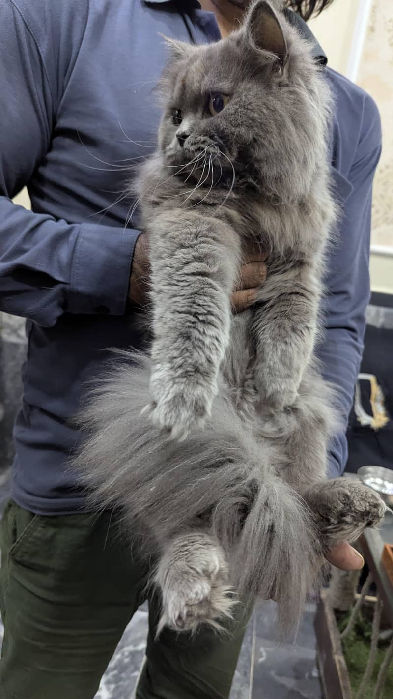 Grey Persian 6