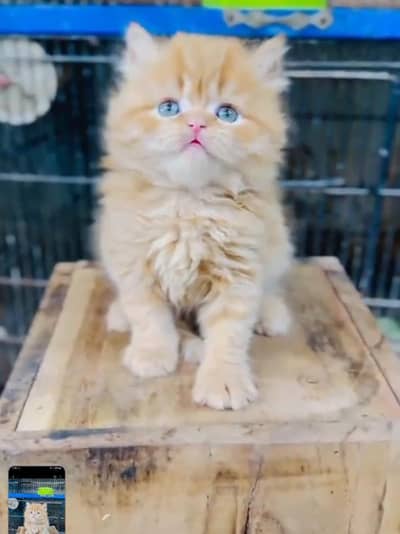 Persian kitten mail and female for saleContact  WhatsApp0341,39,96,191