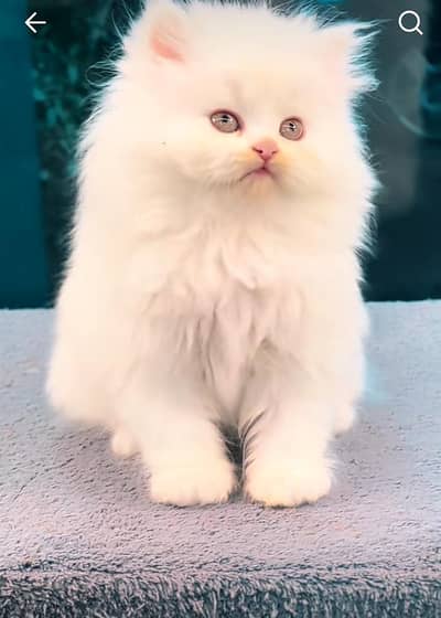Persian kitten mail and female for saleContact  WhatsApp0341,39,96,191
