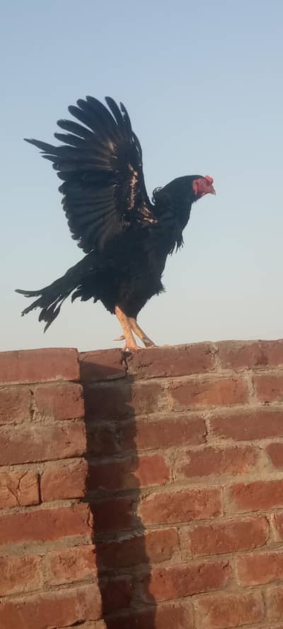 Black Aseel Rooster for Sale
