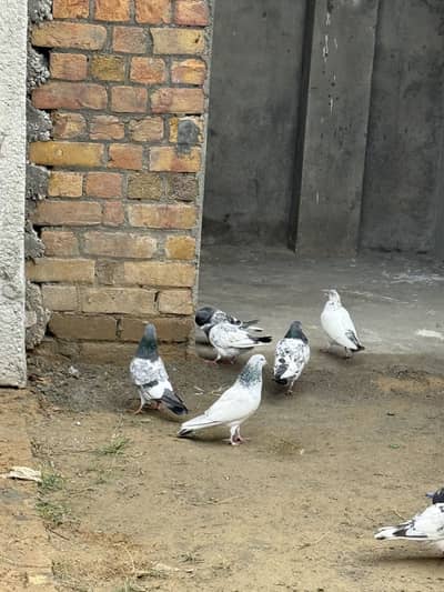 Quality pigeon for sale