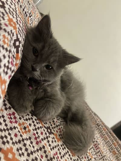 Honey – 7-Month-Old Cat for Sale