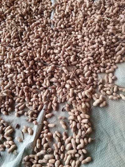 Peanut (mong phali) no. 1 quality