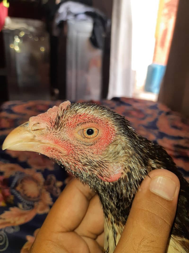 Quality bird 3