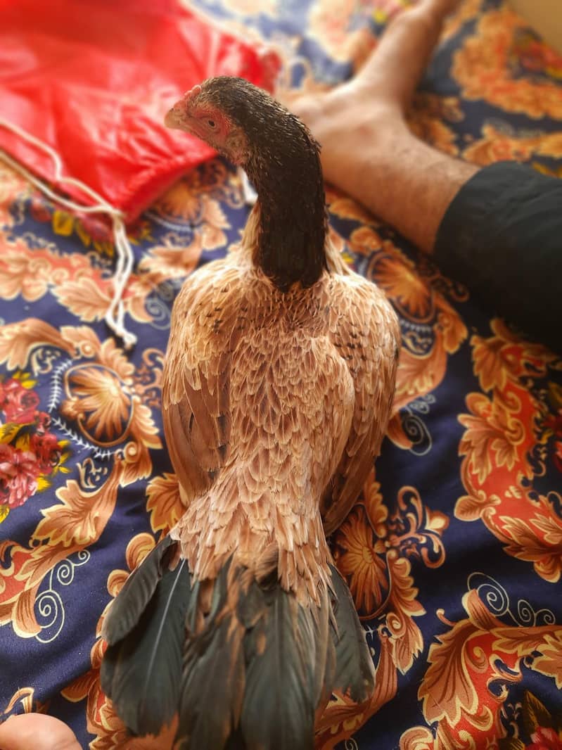 Quality bird 5