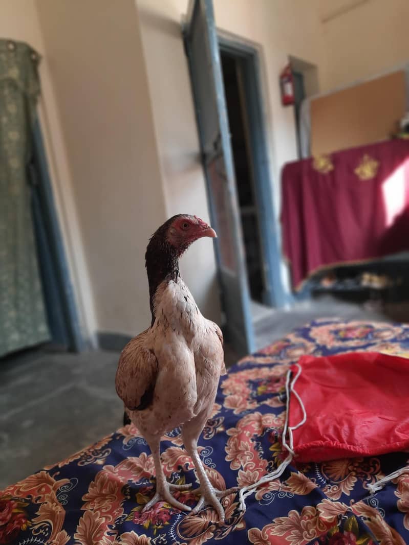 Quality bird 6