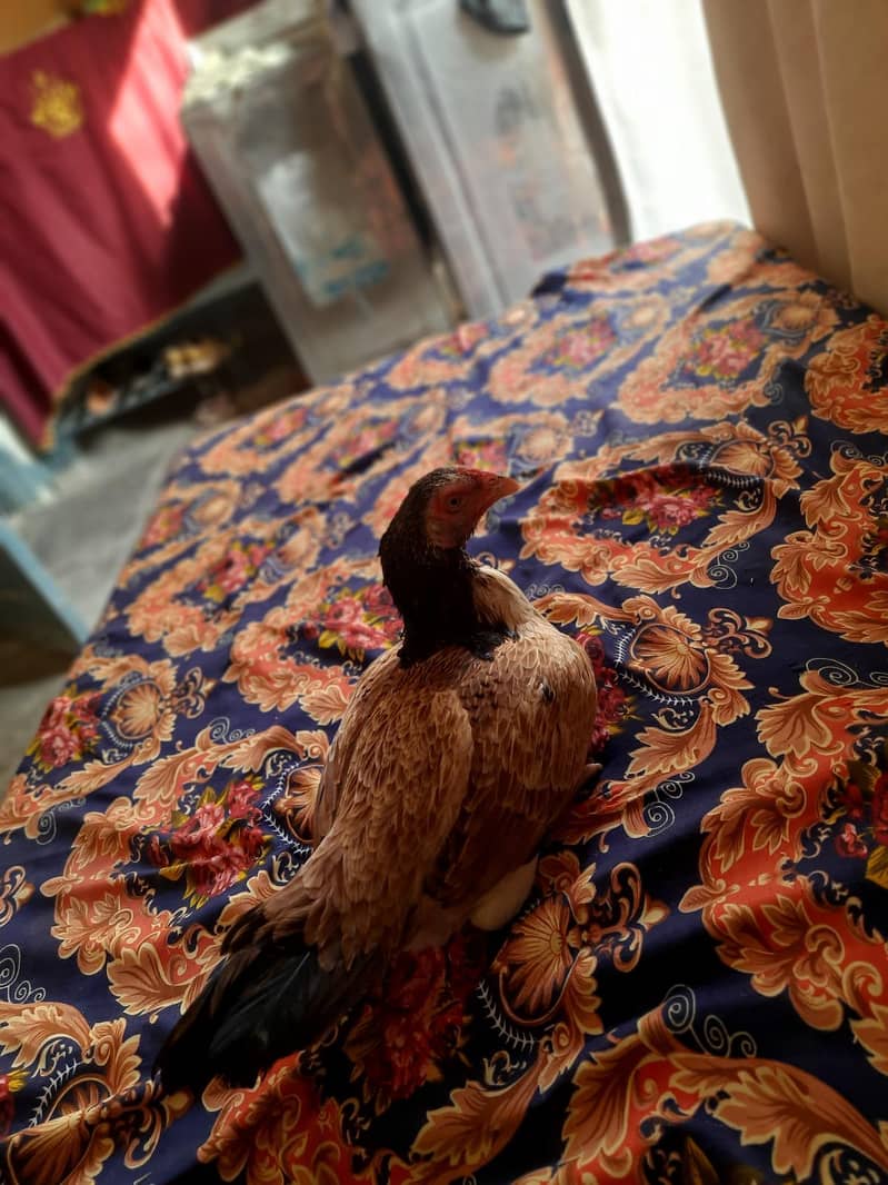 Quality bird 7