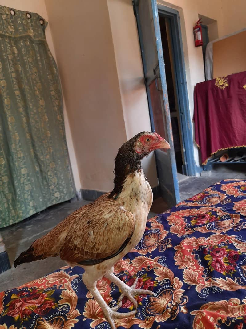 Quality bird 8