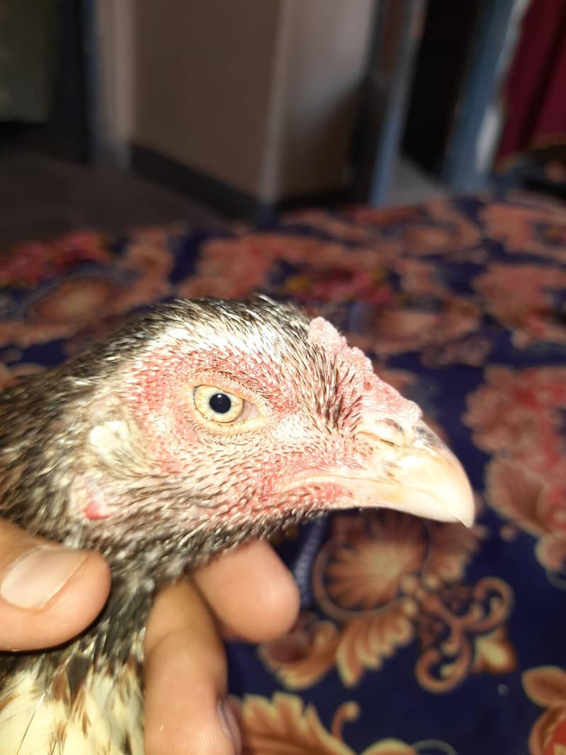 Quality bird 9