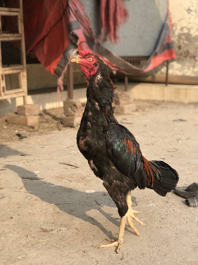Mainwali aseel 1