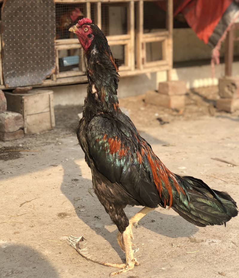 Mainwali aseel 4