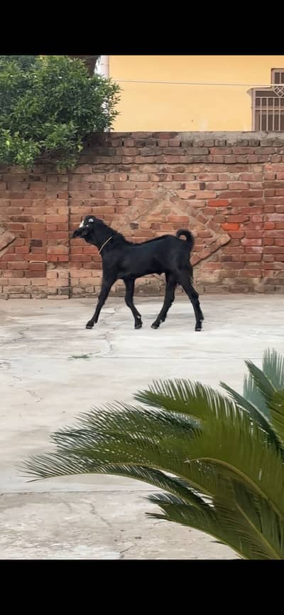 Gujrat lalamusa